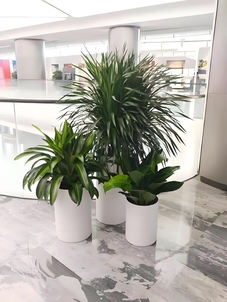 海曙植物租赁价格